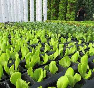 tower-garden-aeroponic-seedlings-11