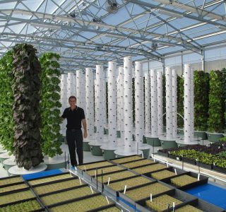 tower-garden-aeroponic-seedlings-12