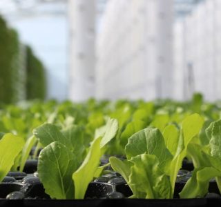 tower-garden-aeroponic-seedlings-13