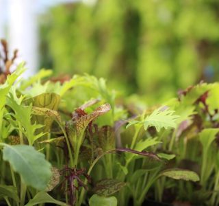 tower-garden-aeroponic-seedlings-14
