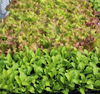 tower-garden-aeroponic-seedlings-2