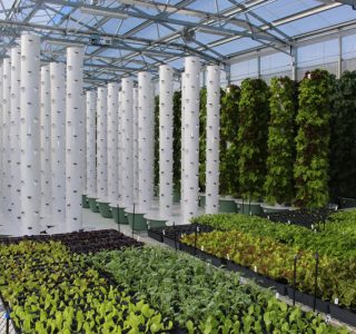 tower-garden-aeroponic-seedlings-6