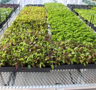 tower-garden-aeroponic-seedlings-8